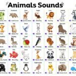 animal sounds