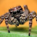 jumping spider