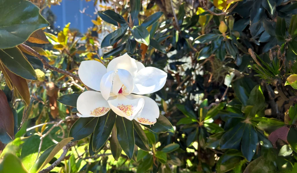 magnolia tree