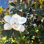 magnolia tree