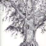 tree drawing