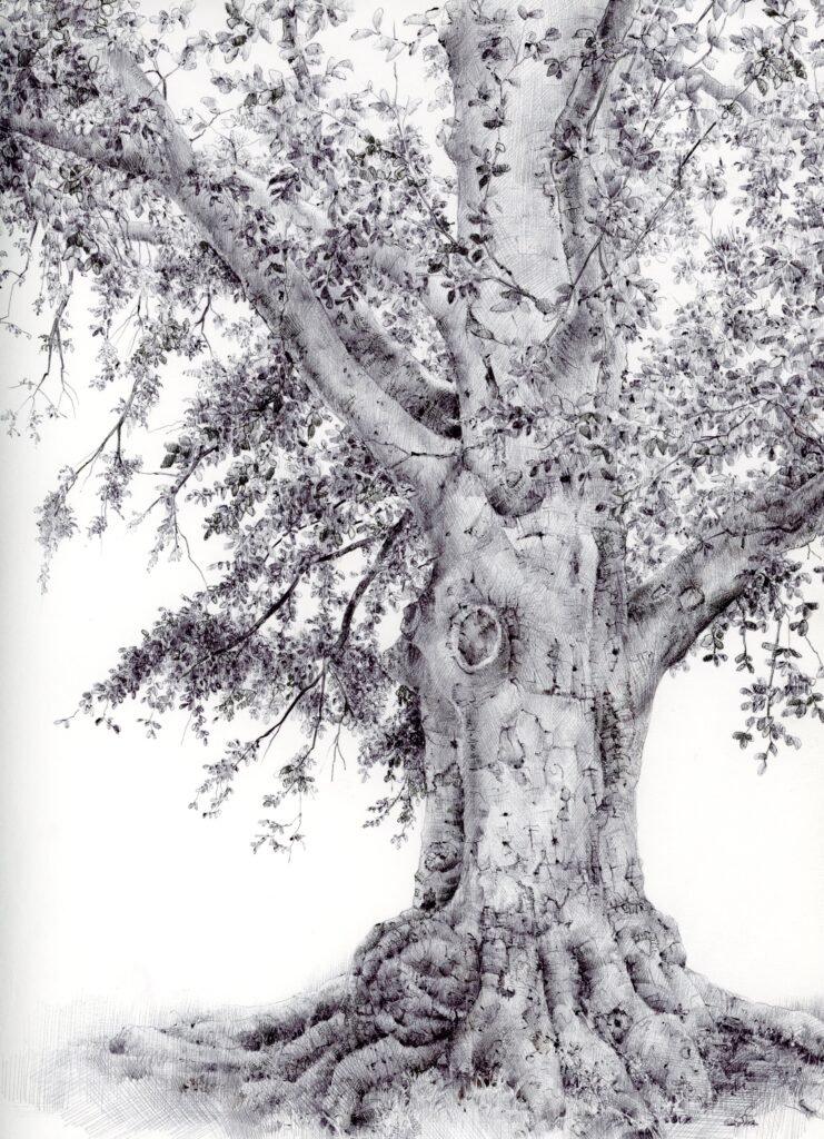 tree drawing